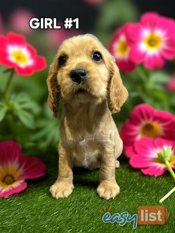 STUNNING GOLDEN & RUBY MINI RETREIVER PUPPIES COMING SOON!!!