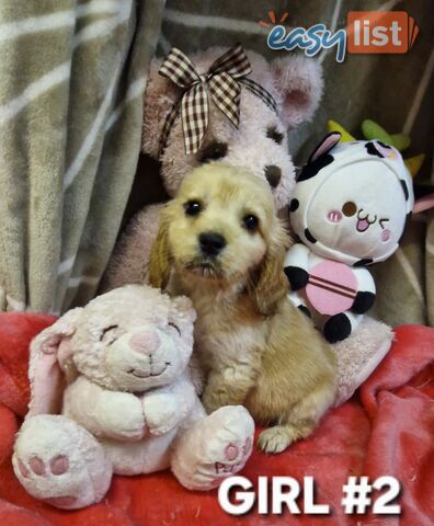STUNNING MINI RETREIVER PUPPIES 