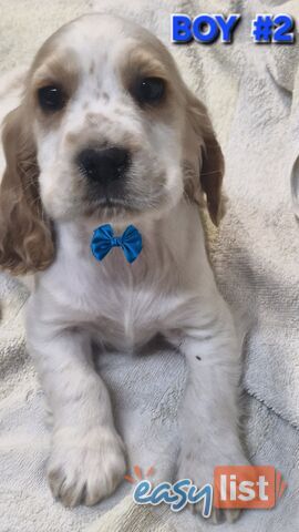 STUNNING MINI RETREIVER PUPPIES 