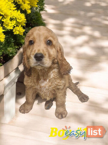 LAST ADORABLE MINI GOLDEN RETRIEVER PUPPY