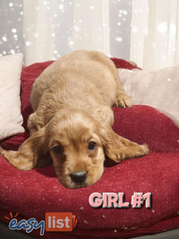 MINI GORGEOUS GOLDEN RETREIVER PUPPIES