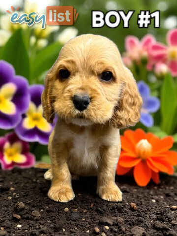 STUNNING GOLDEN & RUBY MINI RETREIVER PUPPIES COMING SOON!!!