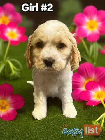 STUNNING GOLDEN & RUBY MINI RETREIVER PUPPIES COMING SOON!!!