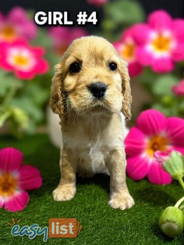 STUNNING GOLDEN & RUBY MINI RETREIVER PUPPIES COMING SOON!!!