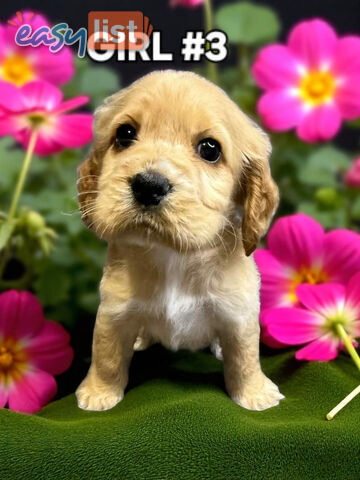 STUNNING GOLDEN & RUBY MINI RETREIVER PUPPIES COMING SOON!!!