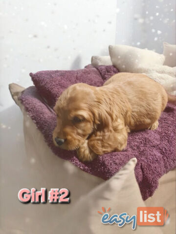 MINI GORGEOUS GOLDEN RETREIVER PUPPIES