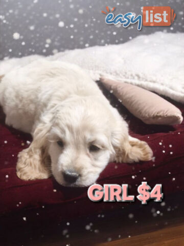 MINI GORGEOUS GOLDEN RETREIVER PUPPIES