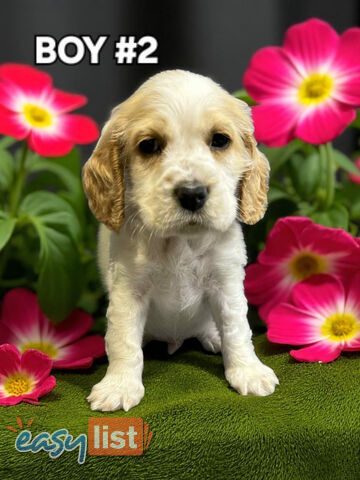 STUNNING GOLDEN & RUBY MINI RETREIVER PUPPIES COMING SOON!!!