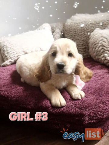 MINI GORGEOUS GOLDEN RETREIVER PUPPIES