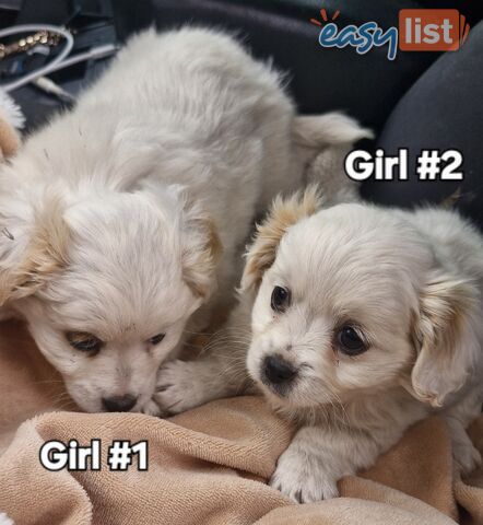 GORGEOUS MALTCHI PUPPIES