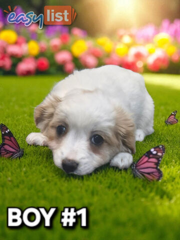 GORGEOUS MALTCHI PUPPIES