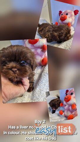 STUNNING  PUREBED SHIHTZU PUPPIES COMING SOON!!! 