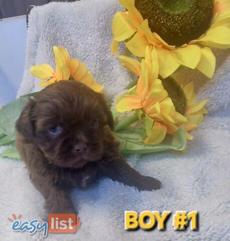 STUNNING  PUREBED SHIHTZU PUPPIES COMING SOON!!! 