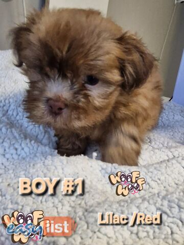 STUNNING  PUREBED SHIHTZU PUPPIES COMING SOON!!! 