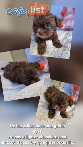 STUNNING  PUREBED SHIHTZU PUPPIES COMING SOON!!! 