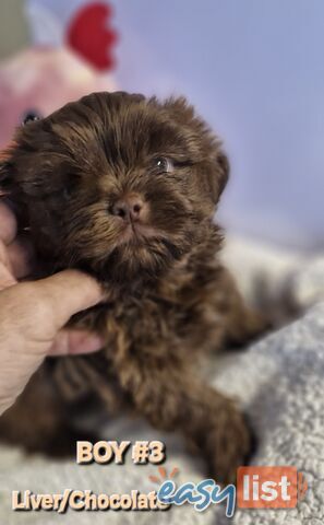 STUNNING  PUREBED SHIHTZU PUPPIES COMING SOON!!! 