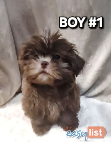 STUNNING  PUREBED SHIHTZU PUPPIES  