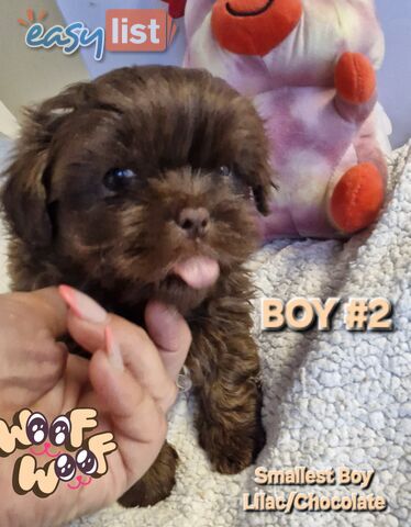 STUNNING  PUREBED SHIHTZU PUPPIES COMING SOON!!! 
