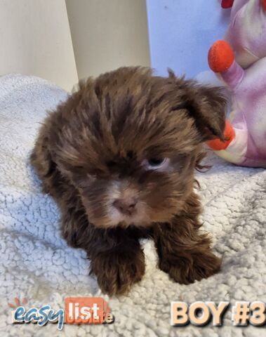 STUNNING  PUREBED SHIHTZU PUPPIES COMING SOON!!! 