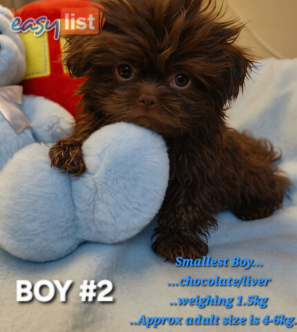 STUNNING  PUREBED SHIHTZU PUPPIES  