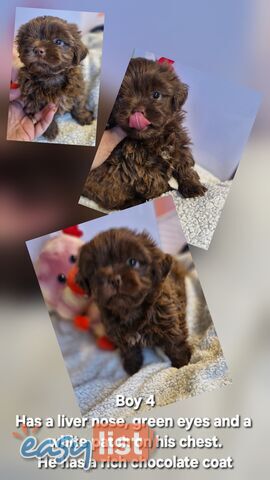STUNNING  PUREBED SHIHTZU PUPPIES COMING SOON!!! 