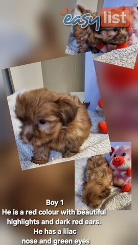 STUNNING  PUREBED SHIHTZU PUPPIES COMING SOON!!! 