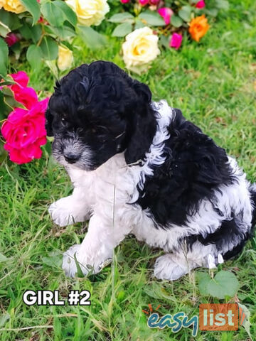 BEAUTIFUL TOY CAVOODLE PUPPIES!