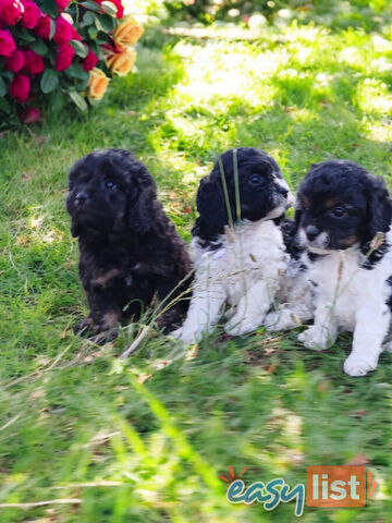 BEAUTIFUL TOY CAVOODLE PUPPIES!