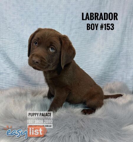 Purebred Chocolate Labrador Puppies -  Boys. I have also had my 2nd Vaccination Value approx $100