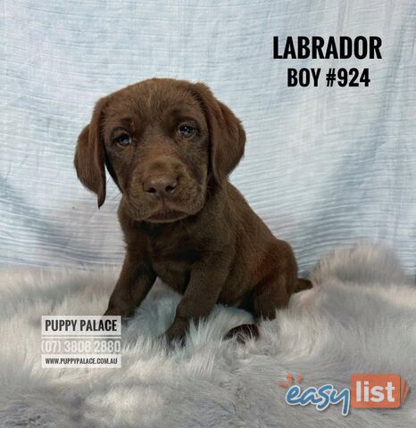 Purebred Chocolate Labrador Puppies -  Boys. I have also had my 2nd Vaccination Value approx $100