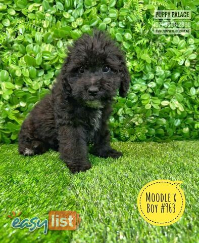 Moodle X Puppies - Boys. In store now at Puppy Palace Pet Shop, Brisbane. 