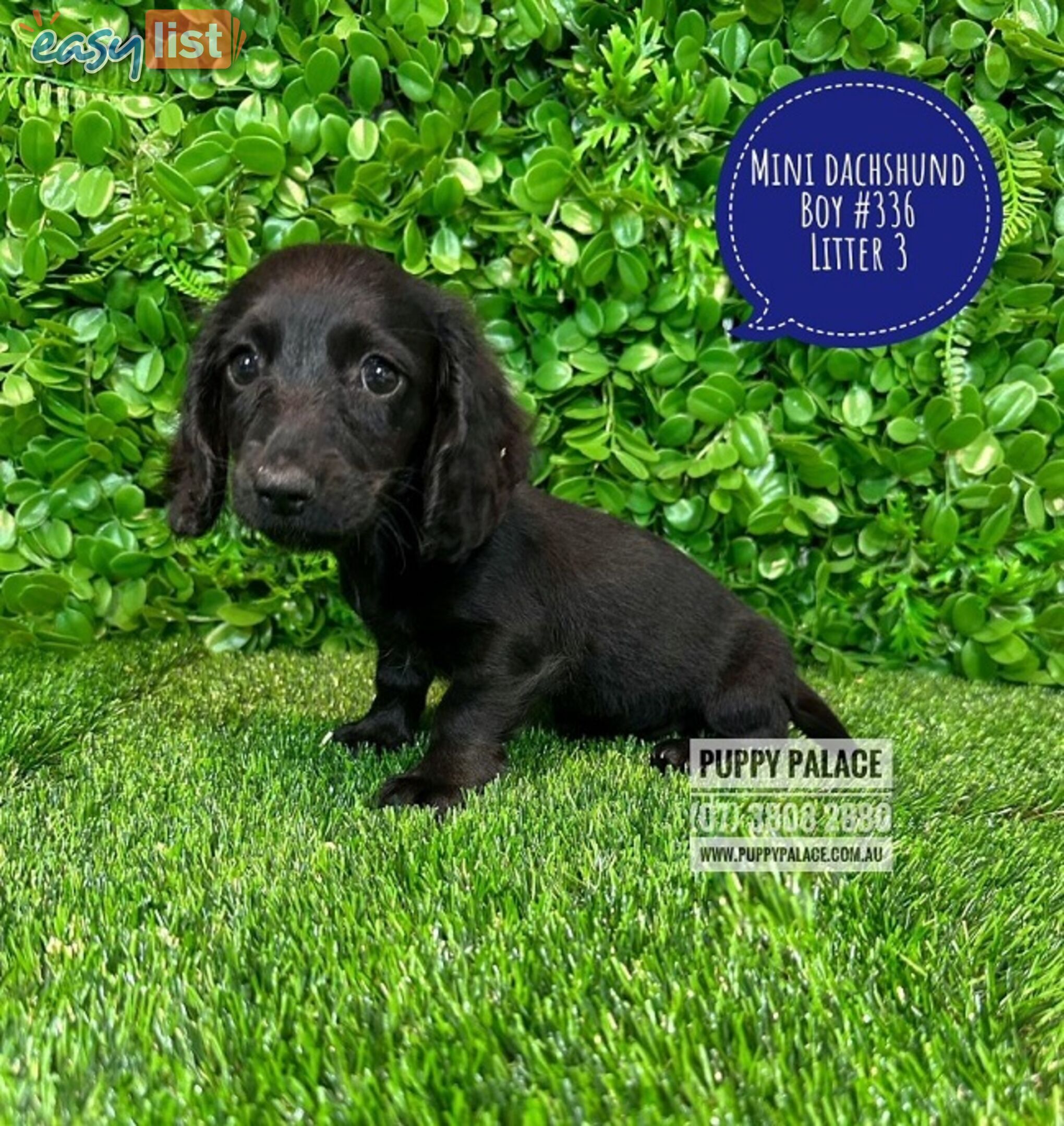 Labrador puppies