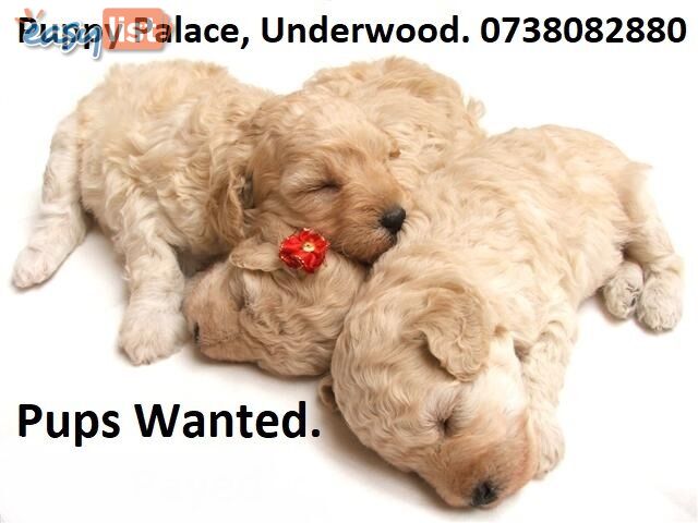 Pups Wanted .....Call- Puppy-Palace-Pet-Shop.  on. 07-3808-2880  or After Hours on -0408-985-133