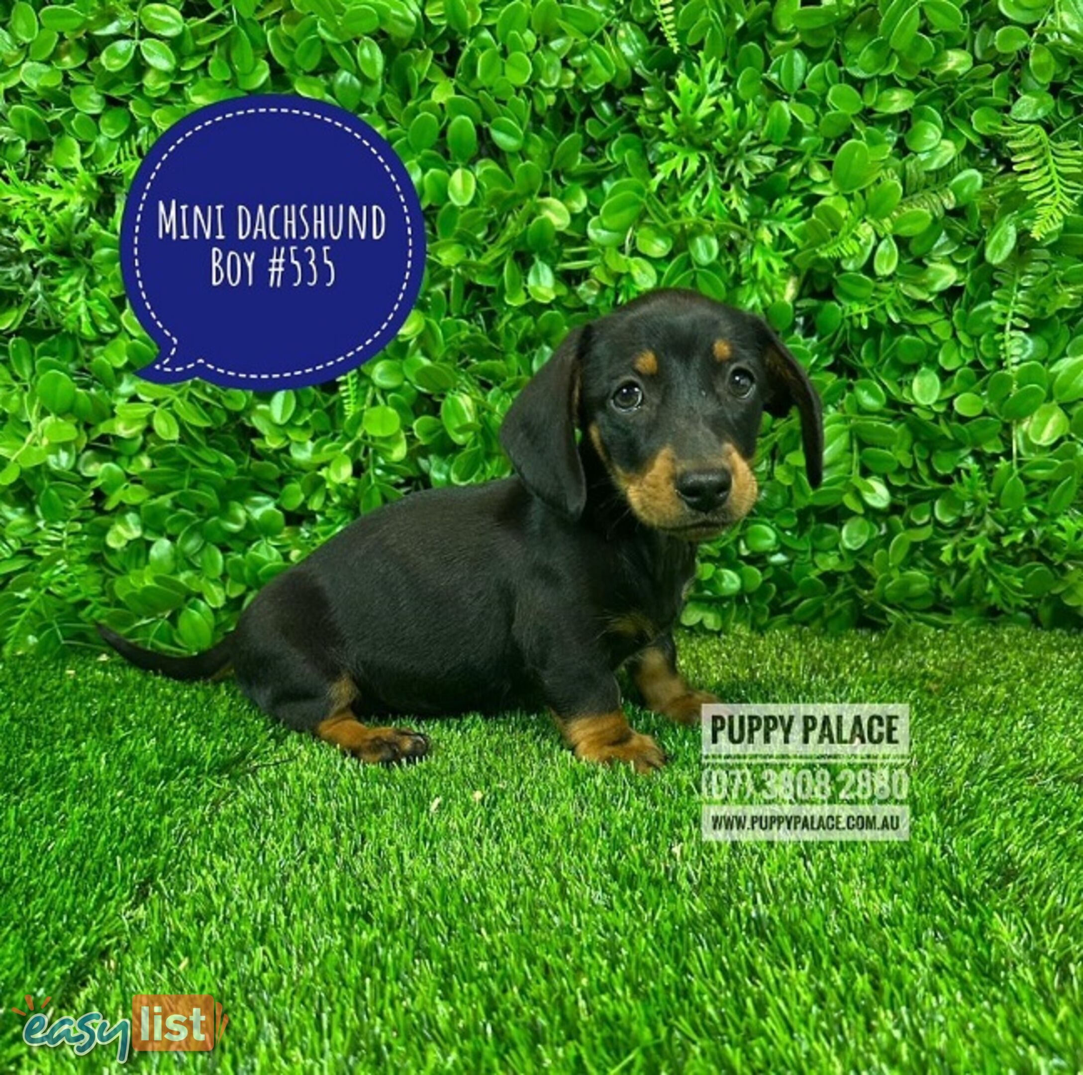 2 Puppies In Annerley QLD 2-puppies-in-annerley-qld