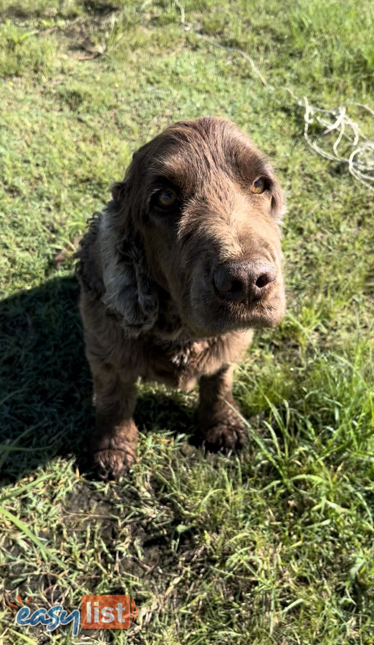 Cocker Spaniel Puppies For Sale In Australia   2MP7 Boxed3840x2160 