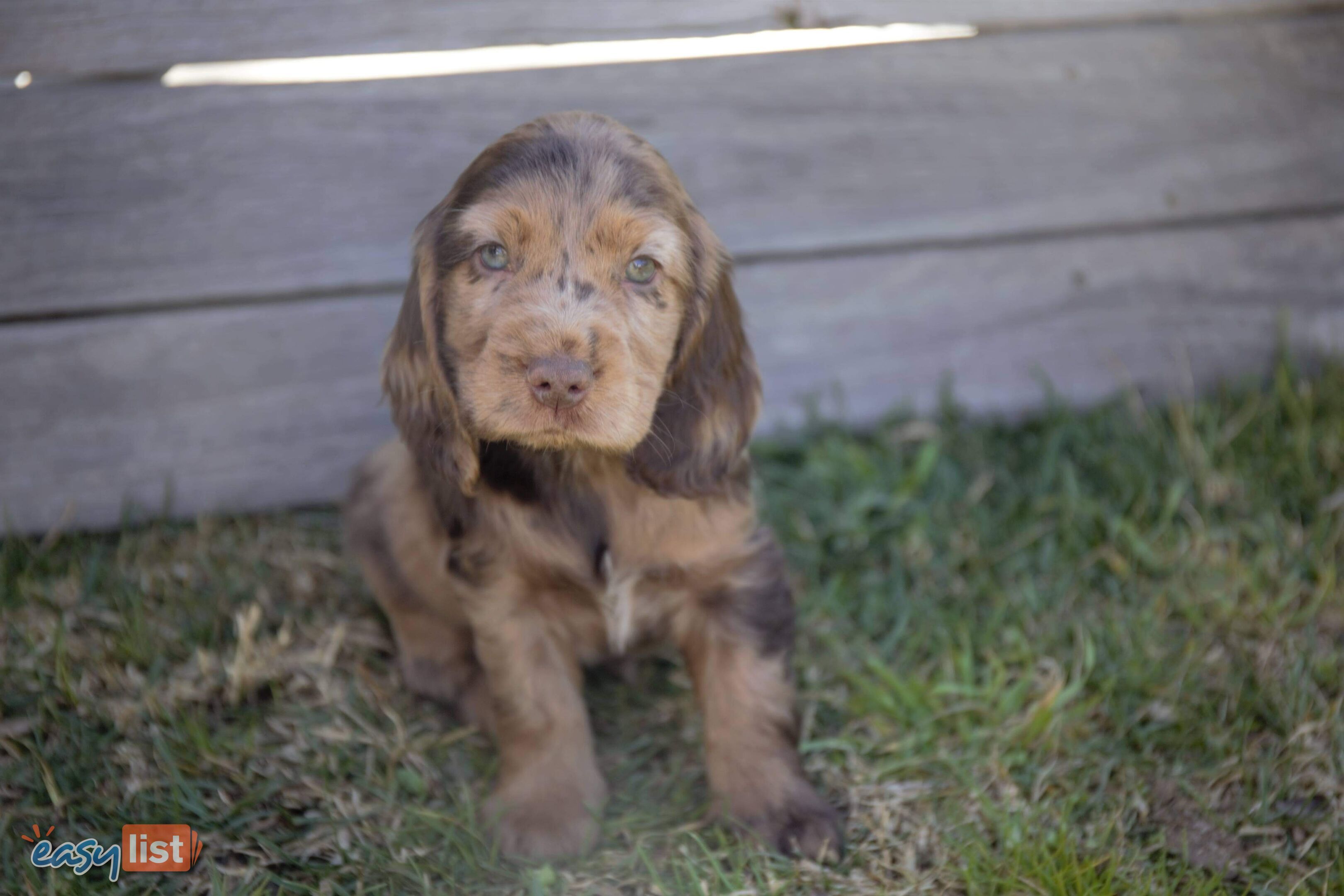 Cocker Spaniel Puppies For Sale In Australia   8JLX Boxed3840x2160 