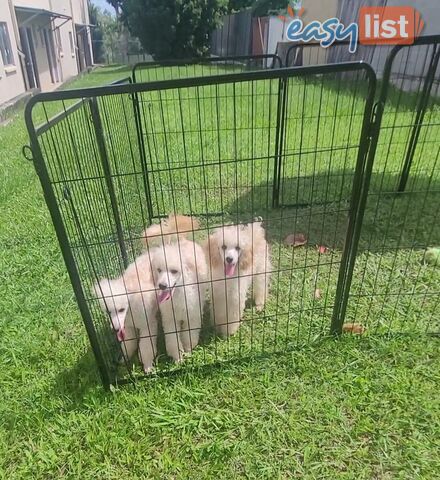 Toy Poodles puppies 5 months old