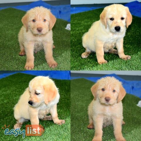 Labrador x Labradoodle puppies male and female