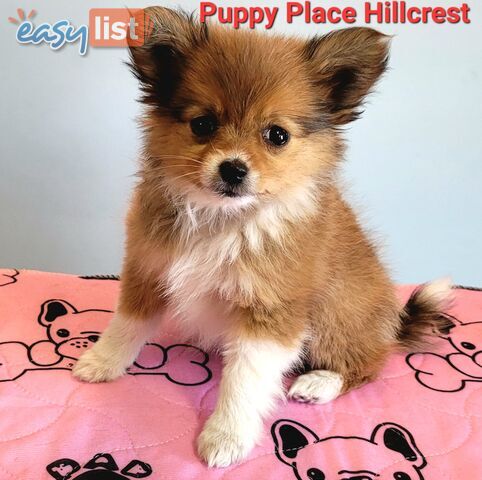 Pomeranian X puppies Females ready now