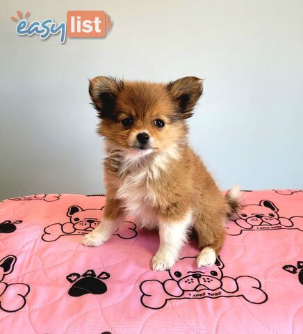 Pomeranian X puppies Females ready now