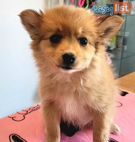 Pomeranian X puppies Females ready now