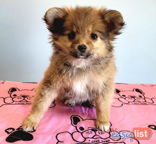 Pomeranian X puppies Females ready now