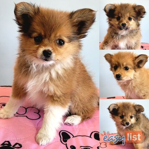 Pomeranian X puppies Females ready now
