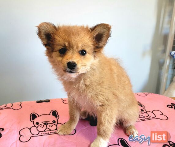 Pomeranian X puppies Females ready now