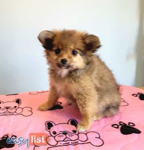 Pomeranian X puppies Females ready now