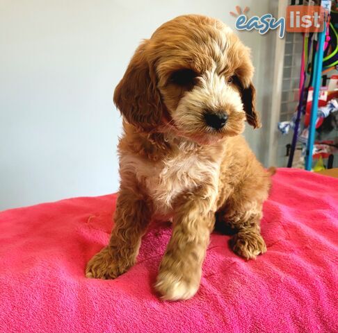 Cocker Spaniel x Toy Poodle puppies Male and Female ready now