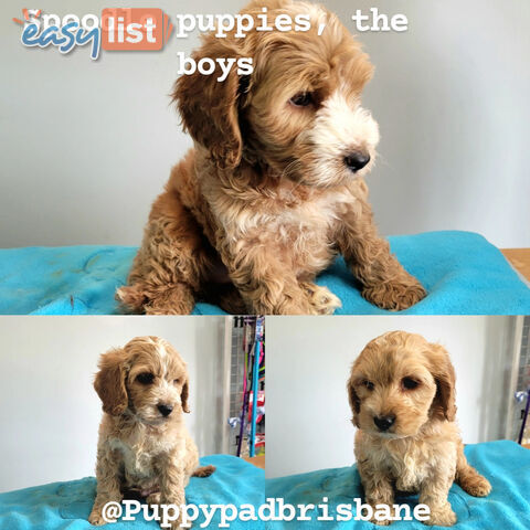 Cocker Spaniel x Toy Poodle puppies Male and Female ready now