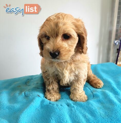 Cocker Spaniel x Toy Poodle puppies Male and Female ready now