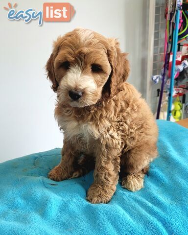 Cocker Spaniel x Toy Poodle puppies Male and Female ready now