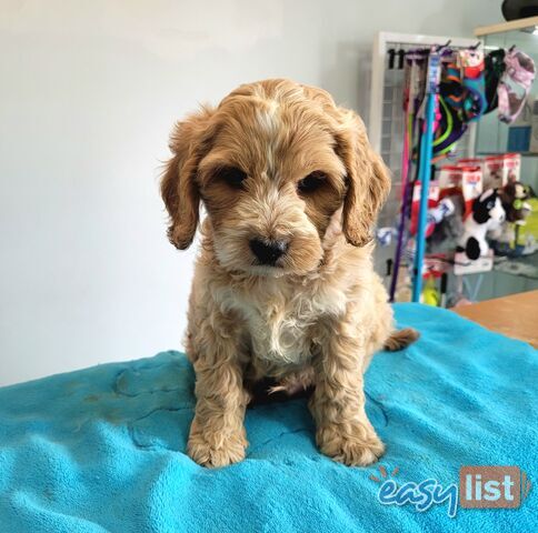 Cocker Spaniel x Toy Poodle puppies Male and Female ready now